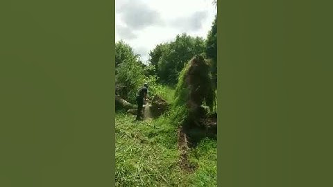 Tree felling storm damage