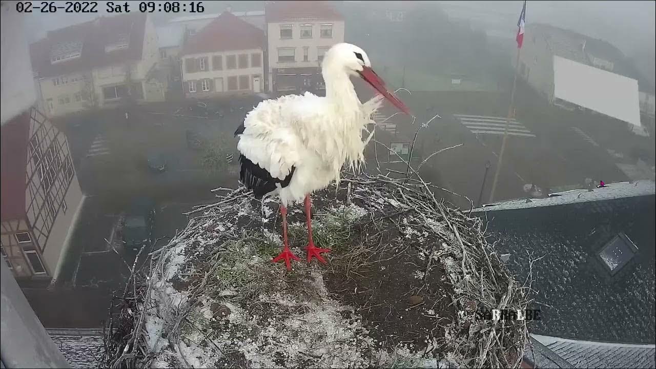 Ville de Sarralbe Webcam Live Cigognes Sarralbe, Moselle Google Chrome