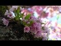 Beautiful Nature Spring 1080p HD