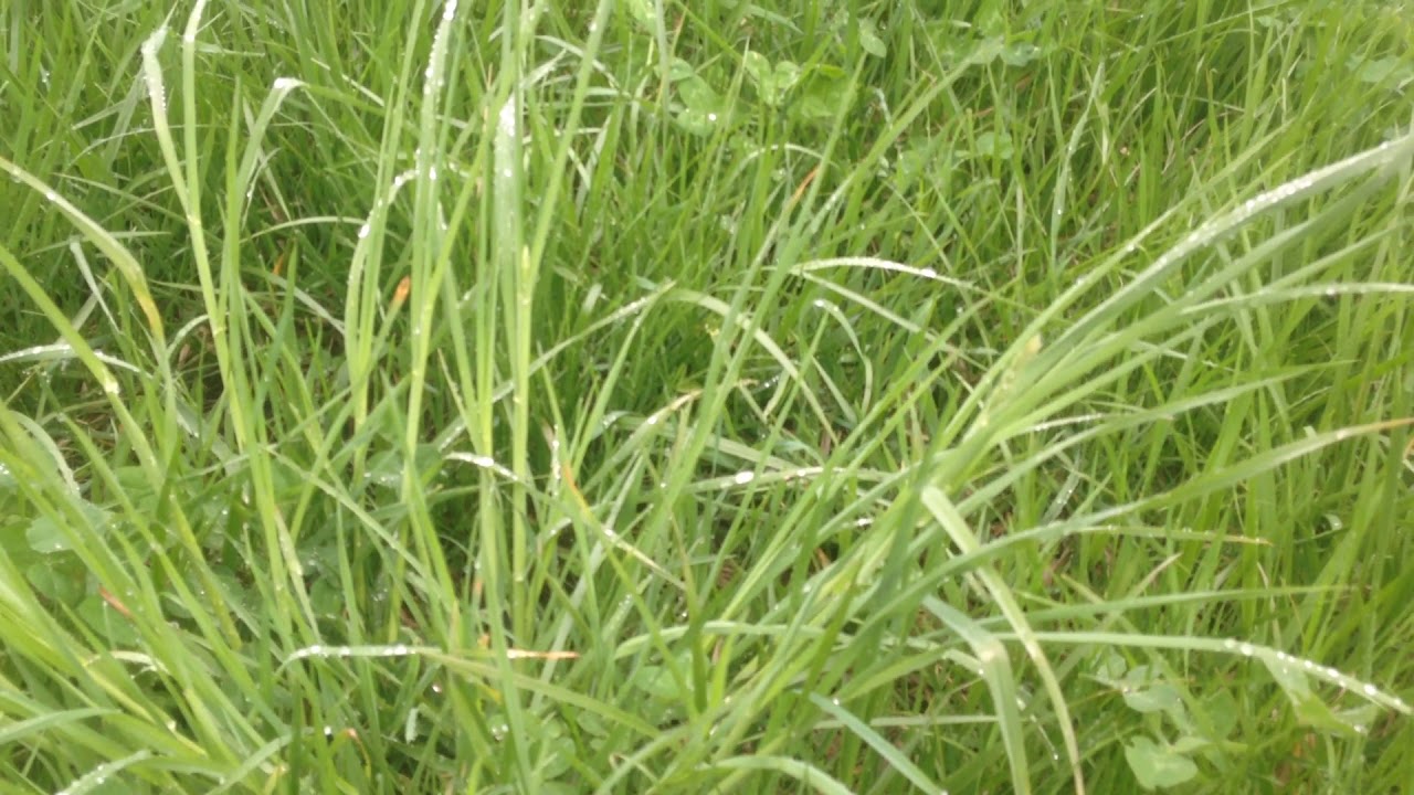 Greg Judy Explaining Spring Grazing Boot Stage Of Forages YouTube greg-judy-explaining-spring-grazing-boot-stage-of-forages-youtube