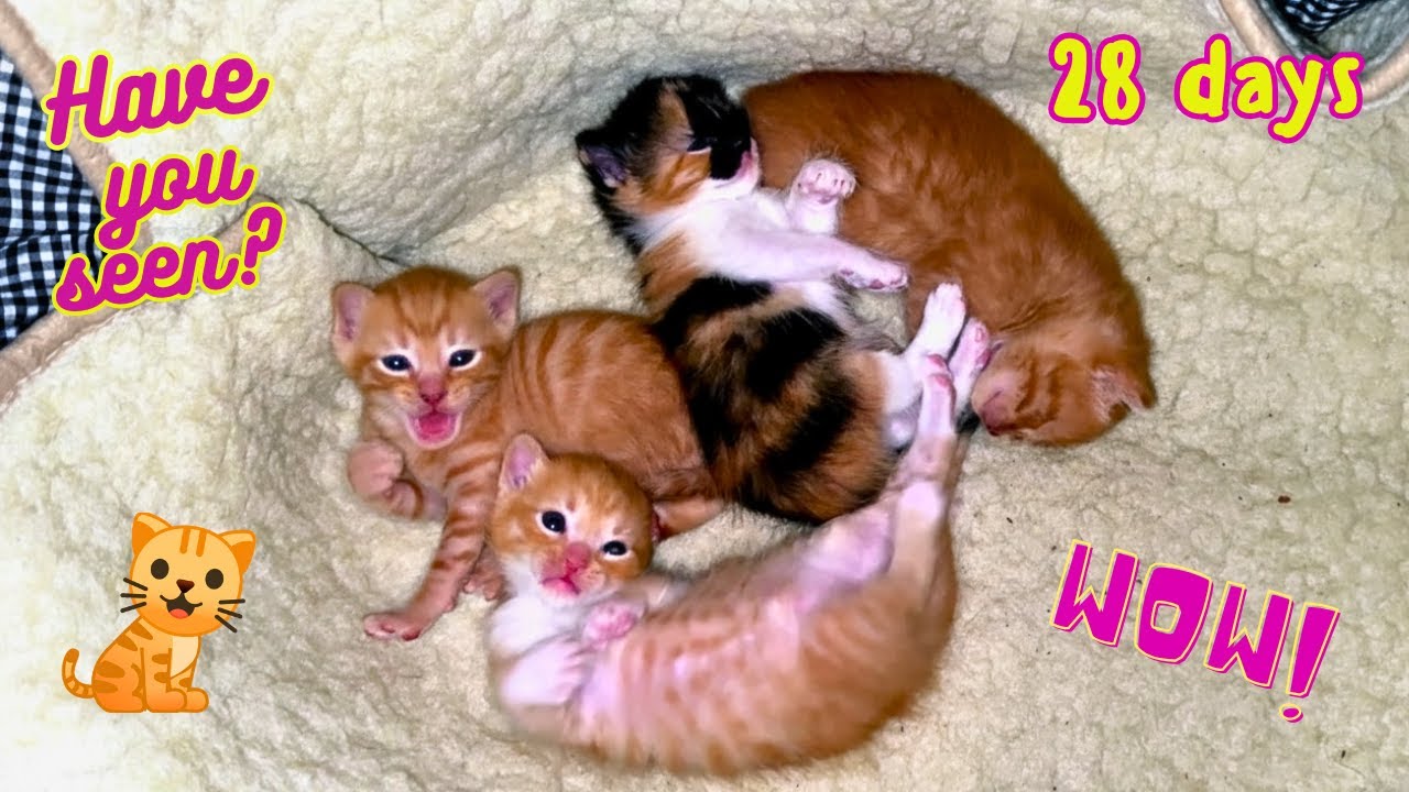 Самые милые моменты с котятами и их заботливой кошкой-матерью