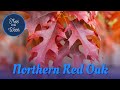 Tree of the Week: Northern Red Oak