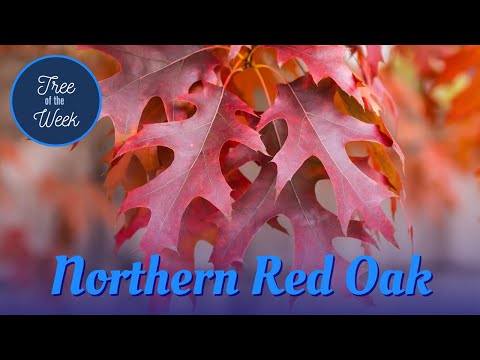 Video: Red oak is a bright tree