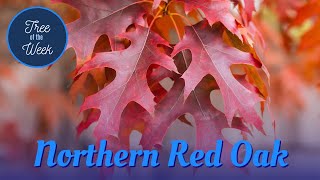 Tree of the Week: Northern Red Oak