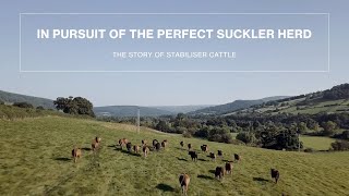 In Pursuit of the Perfect Suckler Herd  The Story of Stabiliser Cattle