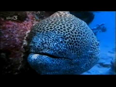 Valerie Taylor befriends a Spotted EEL