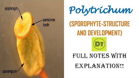 Bryophyta - Polytrichum (Sporophyte)