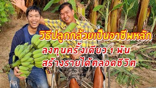 วิธีปลูกกล้วยเป็นอาชีพ ลงทุนครั้งเดียว1พัน สร้างรายได้ตลอดชีวิต  เอิร์ธสดชื่น