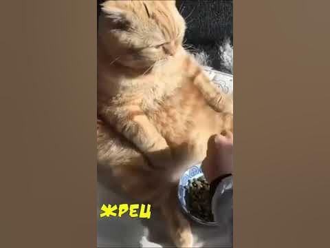 Жрец - YouTube