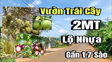 Cần tiền đáo hạn ngân hàng, chú Quỳnh bán gấp vườn trái cây, 2MT, lộ nhựa, Huyện Cẩm Mỹ cũ, Đồng Nai