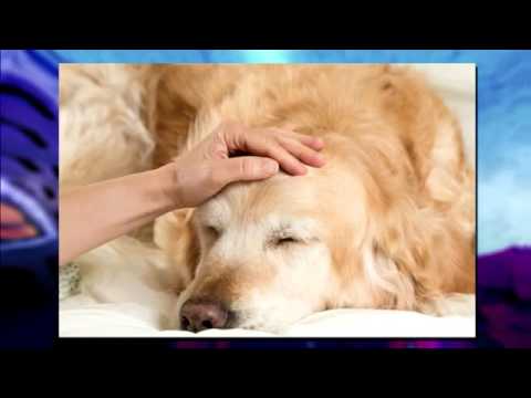 Vídeo: Els Gossos Es Refreden?