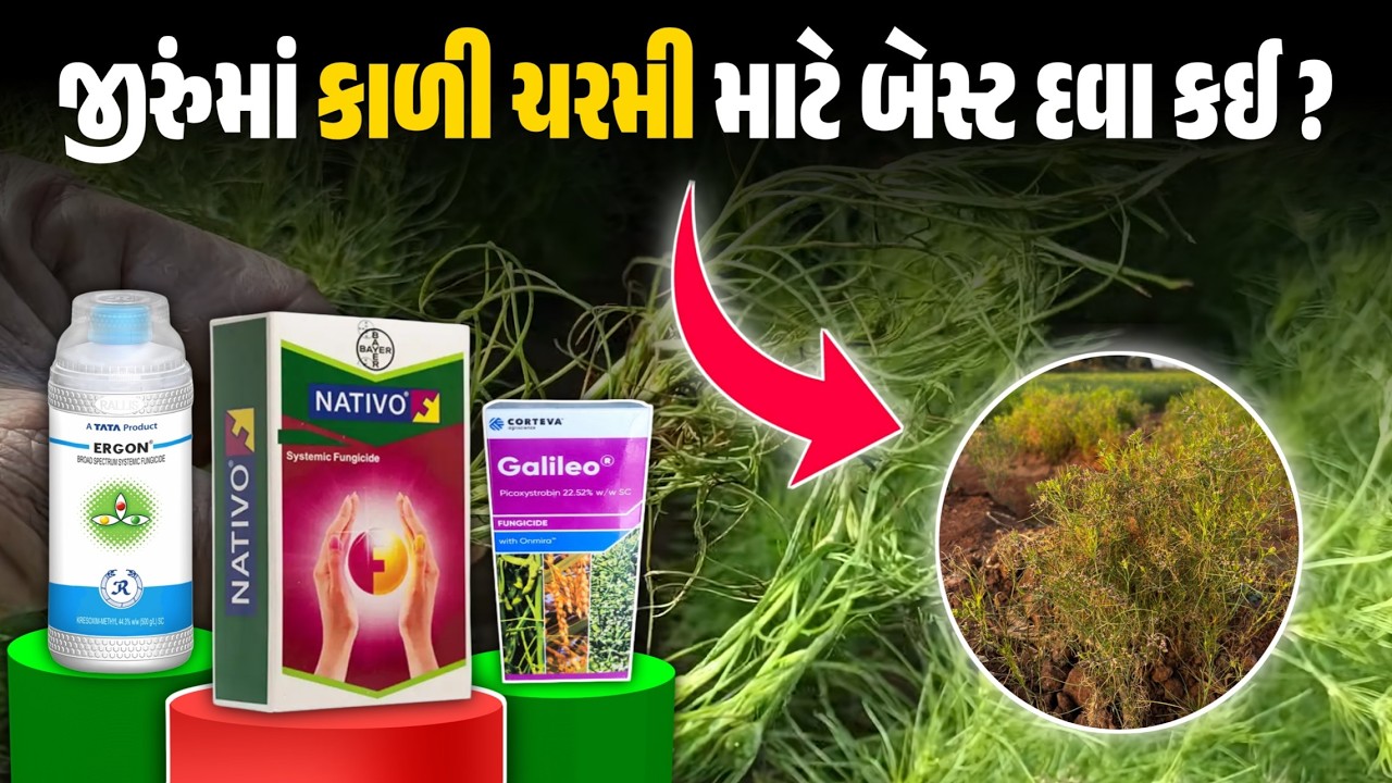 જીરુંમાં કાળી ચરમી માટે સૌથી શ્રેષ્ઠ ફૂગનાશક દવાઓની માહિતી | જીરું ની ખેતી | 