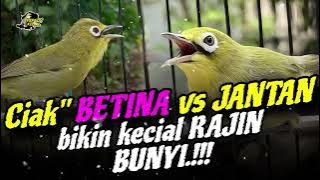 Kombinasi Ciak Kecial Kuning BETINA dan JANTAN Ampuh Bikin Keciap Jadi RAJIN BUNYI‼️