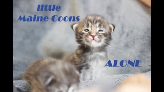 The little Maine Coons were alone by Hug me! Our favorite cats. 617 views 1 year ago 1 minute, 48 seconds
