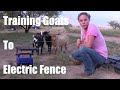 Training Goats To The Electric Fence