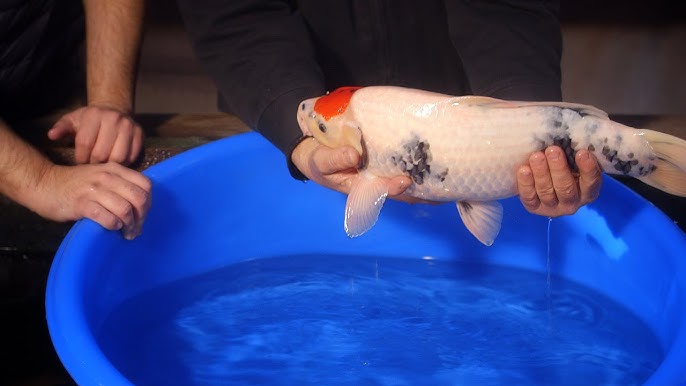 Netting & Handling Koi - Tutorial 1/2 