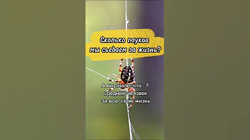 Сколько пауков мы съедаем за жизнь? #alexvidzam #avz #алексвидзам