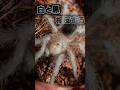 タランチュラの ほくろ うち来て1回目の脱皮 タランチュラ ブラジリアンブラック タランチュラの ほくろ うち来て1回目の脱皮 タランチュラ ブラジリアンブラック