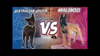 Australian Kelpie VS Belgian Malinois