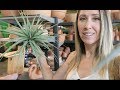 Tucson Vlog | Plants + Crystals