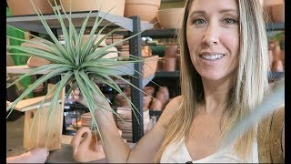 Tucson Vlog | Plants + Crystals