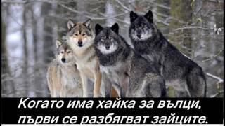 Ако не умееш да виеш с вълците, не се опитвай да живееш с тях.