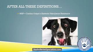 The Management & Treatment of Anesthetic Hypotension  Veterinary Medicine