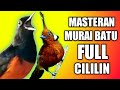 Masteran Murai Batu Full Cililin Plus Terapi Suara Air Mp3 - Mp4 Download