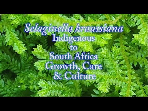 How to Care for Selaginella kraussiana Growth Care & Culture