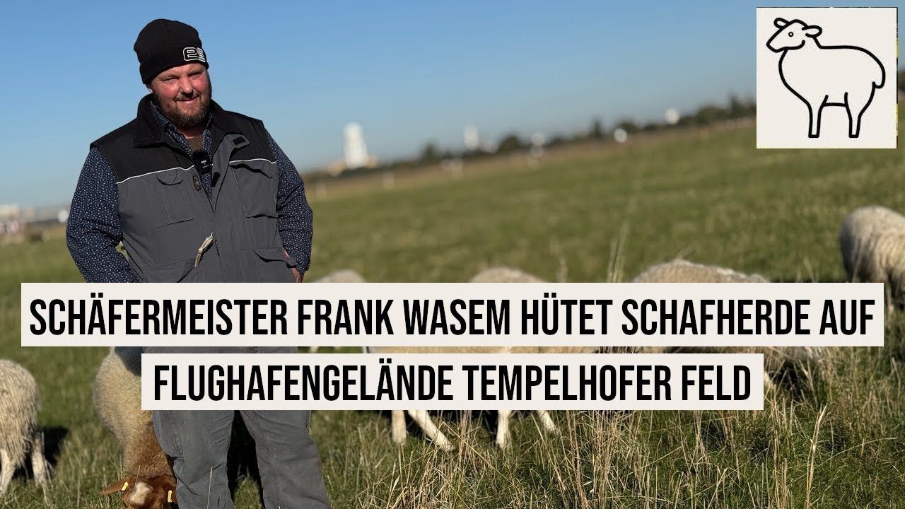 15.10.2024 Berlin Schäfermeister Frank Wasem hütet Schafherde auf Flughafengelände Tempelhofer Feld