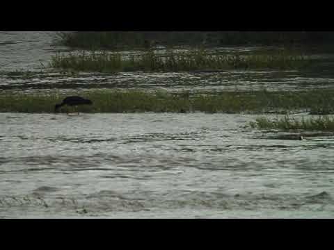 შავი ყარყატი Black Stork - Ciconia nigra