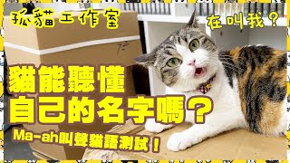 【孤貓工作室】孤貓能聽懂自己的名字嗎Maah叫聲貓語測試