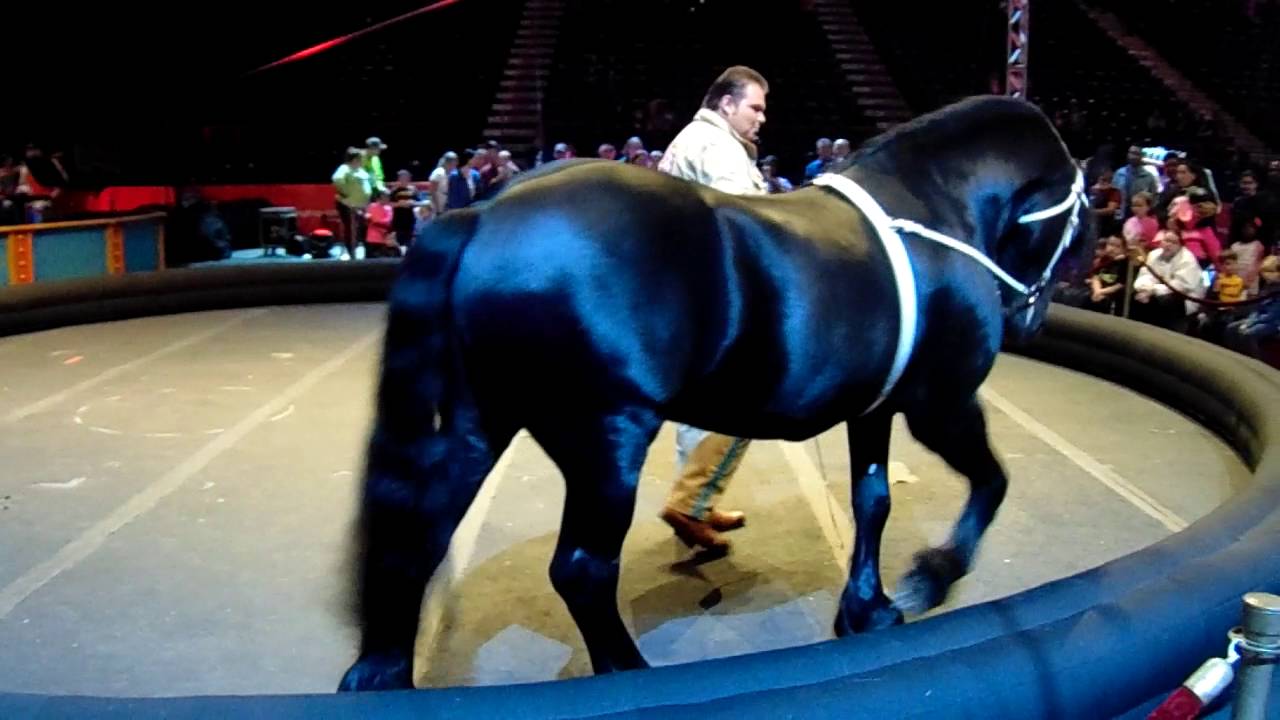 Larry am at the circus. Фризы в цирке. Cavalia Horse.