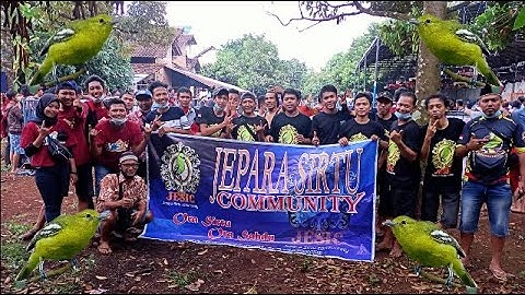GANTANGAN JEPARA SIRTU COMUNITY // KOMUNITAS BURUNG CIPOH CIPOW