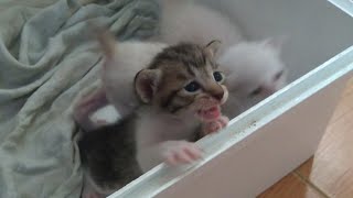 WHERE IS MY MOM   Cute Baby Kittens is crying
