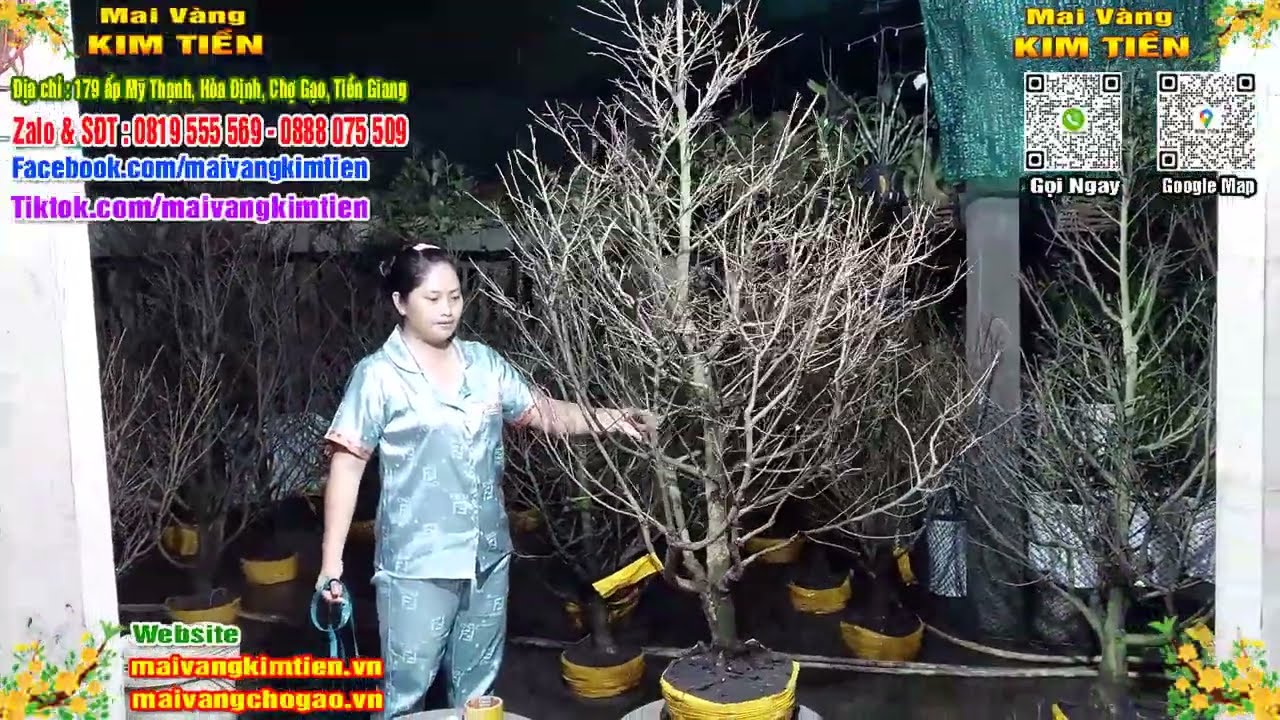 Phôi Mai Thủ Đức Giá Rẻ Bao Ship Bao Sống Toàn Quốc - Mai Vàng Kim Tiền Chợ Gạo