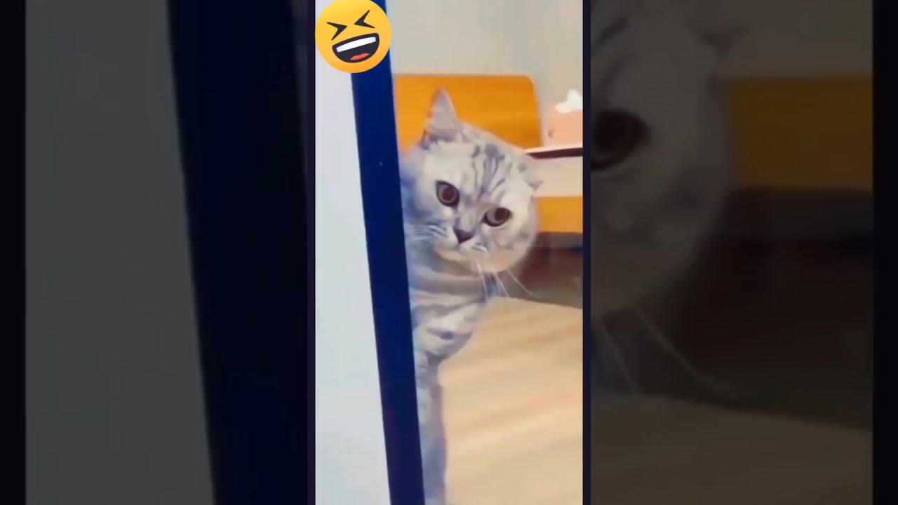 Cat Fighting Video😾| Fighter Cat