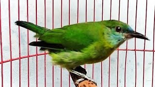 CUCAK KINOI GACOR NYRECET NEMBAK PANJANG