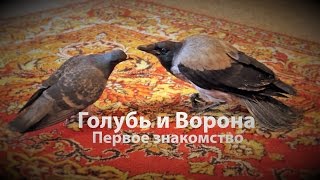 Ворона и голубь. Первое знакомство