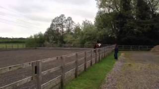 Belynda dressage