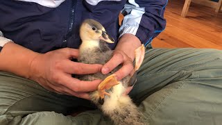 Duckling Jumping Up From Water! (Our Pet Call Duck)