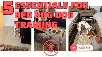 5 Essentials for Bed Bug Dog Training (From a Trainer)
