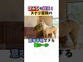 ゴルシも継承！ステゴ産駒の意味不明すぎる飯ルール#競馬 #horse