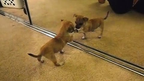 Puppies Discovering Mirrors for the First Time