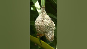 1029 Unbelievable Weaver Bird Build nest  Bird Constructions#birdshelter