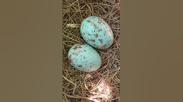 Mockingbird nest in garden #viral #birds #mockingbird #nature #viralvideo #shorts #shortsvideo #yt
