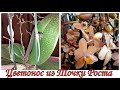 Орхидея с Цветоносом из Точки Роста | Удаляю Сухие Цветоносы | Ароматная Бежевая Парфюмерная Фабрика