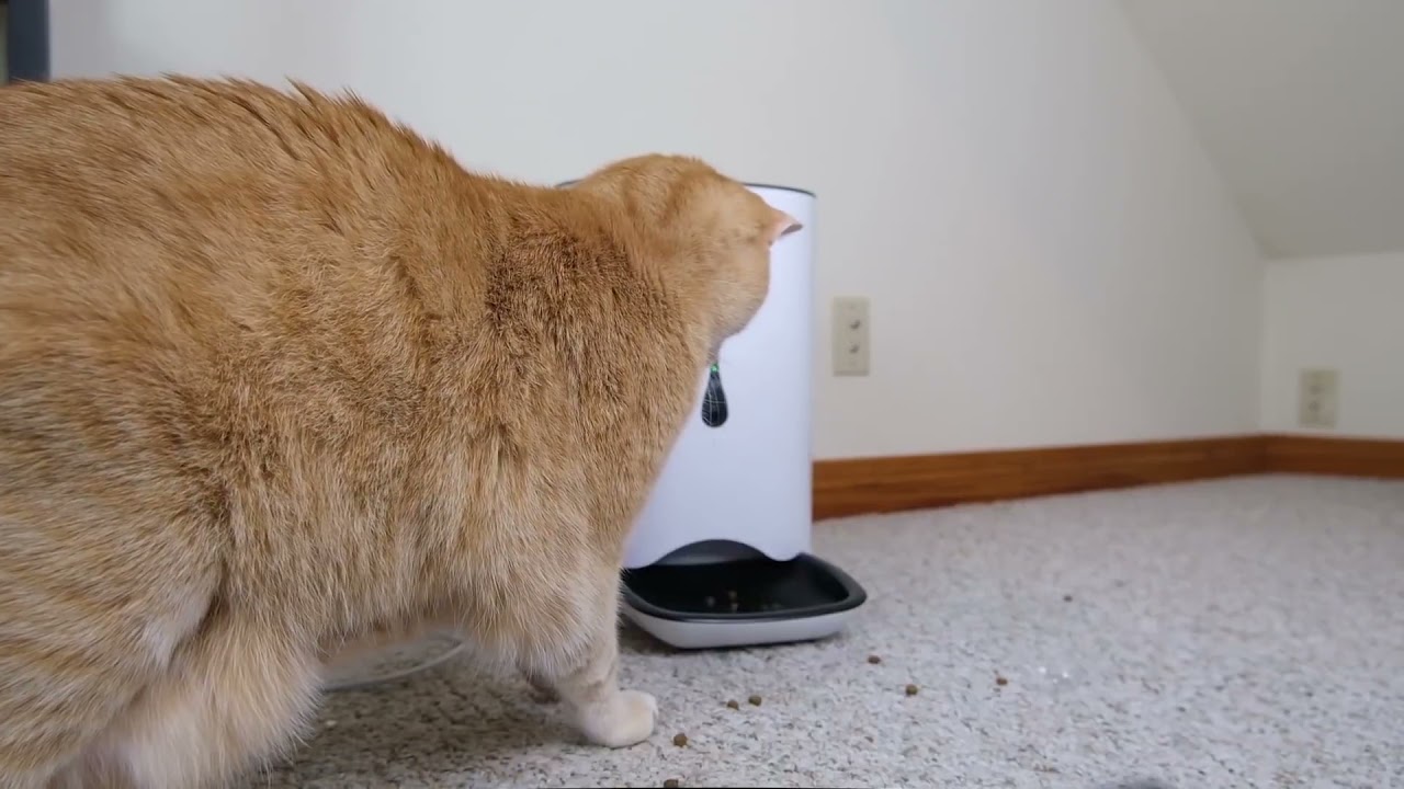 Wopet SmartFeed Automatic Pet Feeder Review (We Tried It)