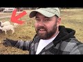 The Ultimate No Waste Goat & Sheep Feeder!