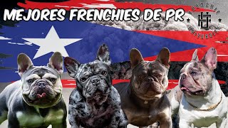 Mejores Frenchies de PR | Best of the Best | #frenchbulldog #frenchie #dog #doglover by Notorious D.O.G. 1,150 views 11 months ago 4 minutes, 9 seconds